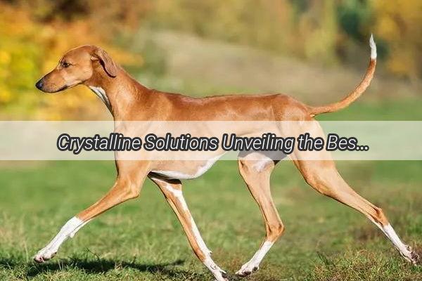  Crystalline Solutions Unveiling the Best Medications for Your Dogs Kidney Stones